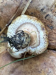 Paxillus involutus