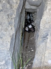 Spilogale gracilis