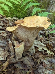 Turbinellus floccosus