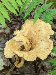 Turbinellus floccosus