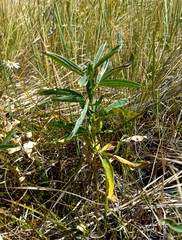 Thermopsis lanceolata