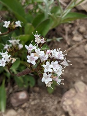 Valeriana acutiloba