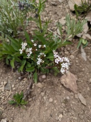 Valeriana acutiloba