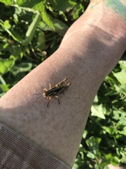 Melanoplus bivittatus