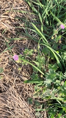 Geranium molle