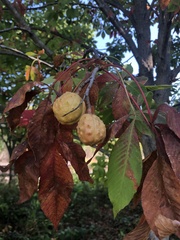 Aesculus glabra