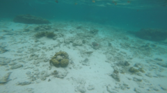 Cheilinus trilobatus