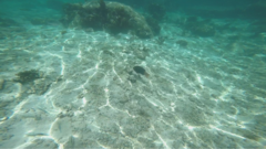 Scarus rubroviolaceus