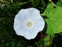 Ipomoea nil