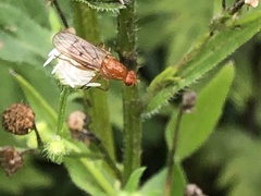 Sciomyzoidea