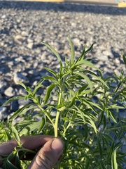 Bassia scoparia