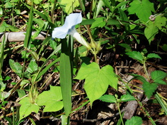 Ipomoea nil