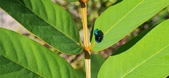 Chrysidinae