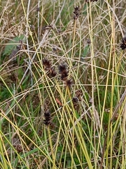 Carex otrubae