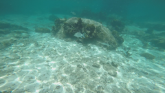 Kyphosus cinerascens