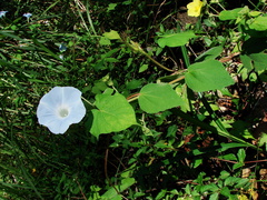 Ipomoea nil
