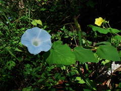 Ipomoea nil