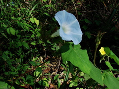 Ipomoea nil