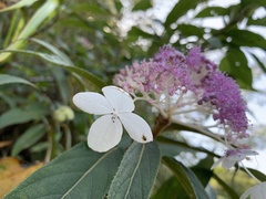 Hydrangea aspera