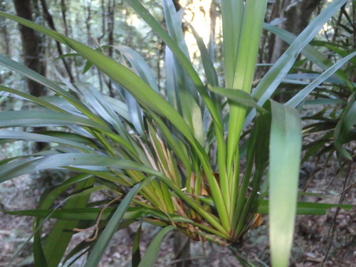 Dianella caerulea