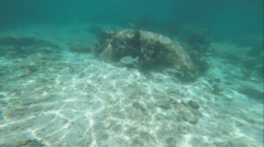 Kyphosus cinerascens