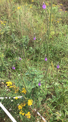 Verbena stricta