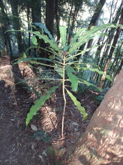 Anopterus macleayanus