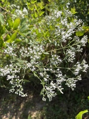 Eupatorium mohrii