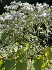 Eupatorium mohrii