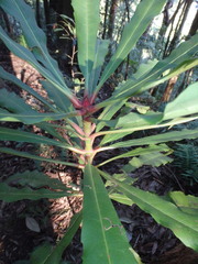 Anopterus macleayanus