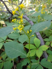 Solidago flexicaulis