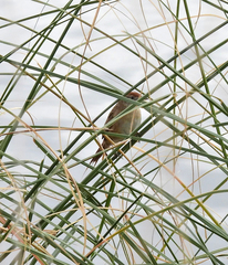 Spartonoica maluroides