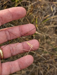 Aristida tuberculosa