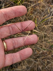 Aristida tuberculosa