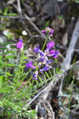 Oxytropis arctica taimyrensis