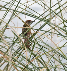 Spartonoica maluroides