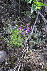 Oxytropis arctica taimyrensis