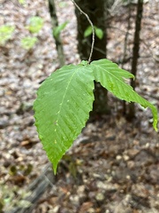 Fagaceae