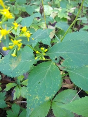 Solidago flexicaulis