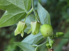 Passiflora suberosa