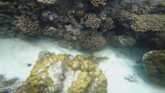 Cheilodipterus macrodon