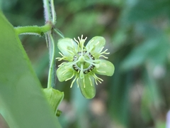 Passiflora suberosa