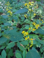 Solidago flexicaulis