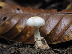 Amidella