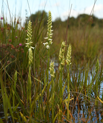 Spiranthes