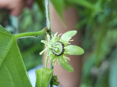Passiflora suberosa