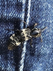 Creophilus maxillosus