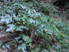 Elatostema reticulatum