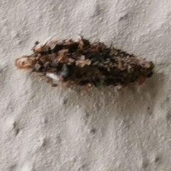 Tineinae