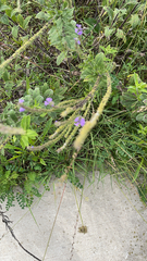 Verbena stricta